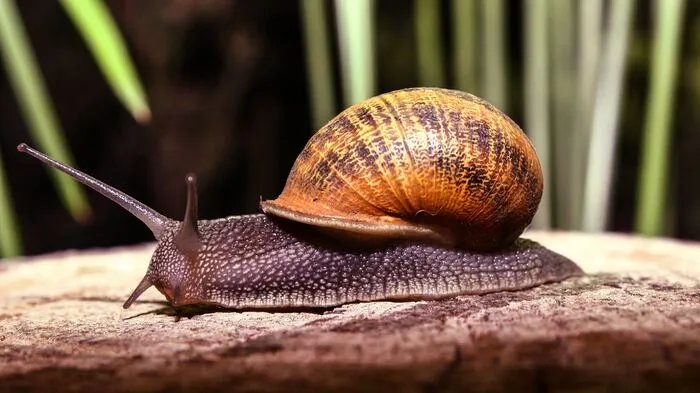 Mai: Schneckenmesse in Sant JordiAls echte Delikatesse auf Mallorca gelten Schnecken. Die „Caracoles“ werden in vielen Restaurants als beliebte Vorspeise zusammen mit einem kräftigen Rotwein serviert. Wer mehr über die Weichtiere erfahren möchte, besucht am 21. Mai die „Fira del Caragol“ in Sant Jordi. Bei der mehrtägigen Veranstaltung feuern Kinder und Erwachsene im traditionellen Schneckenrennen ihren Favoriten an oder absolvieren einen Koch-Workshop mit Verkostung. Als Erinnerung an das ungewöhnliche Spektakel bieten verschiedene Marktstände zahlreiche Deko-Artikel in Schneckenform an.