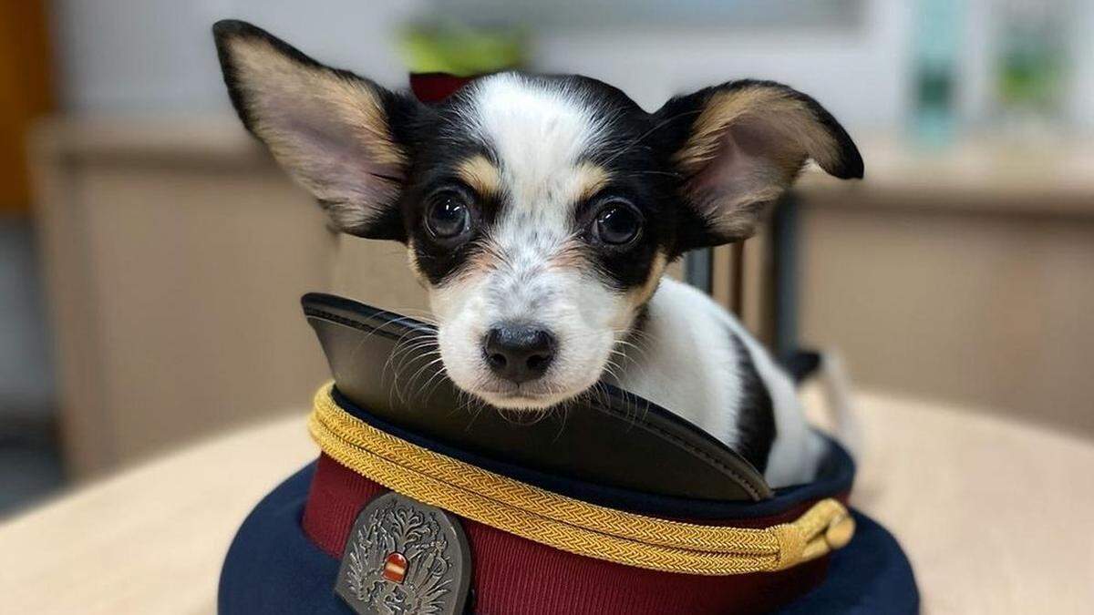 Passantin fand in einem Wiener Park diesen Chihuahua-Welpen