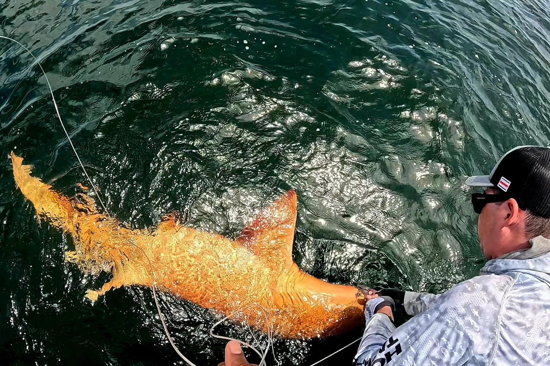 Sensation: Angler entdecken orangefarbenen Hai vor Costa Ricas Küste
