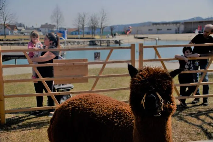 Für die Jüngsten waren wohl die Alpakas das Highlight.