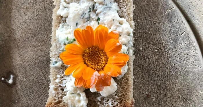 Ringelblume heilt und schmeckt auch am Brot