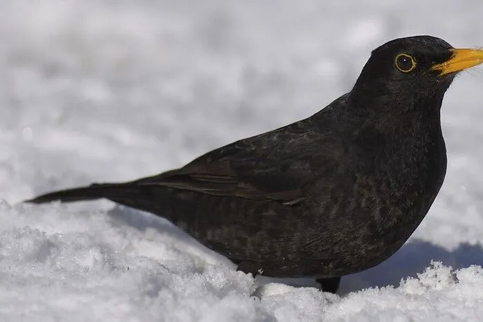 Wie schon im Vorjahr landete die Amsel auf Platz vier.