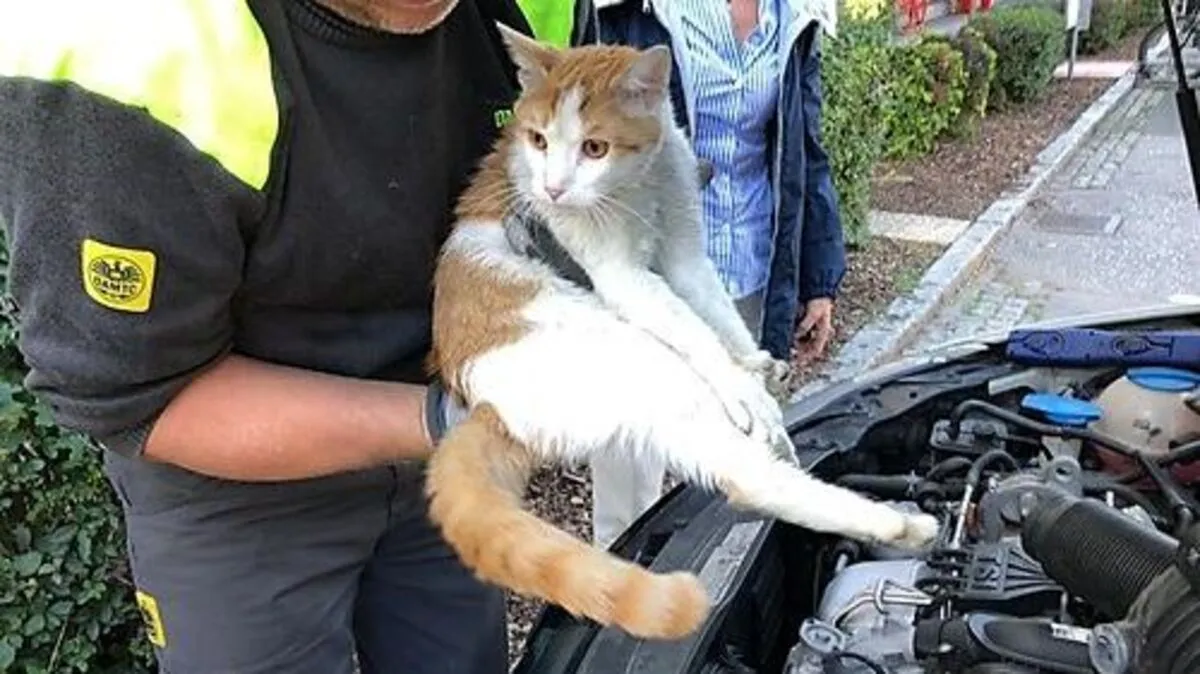 ÖAMTC-Pannenhelfer Thomas Nussler barg Killy aus dem Motorraum