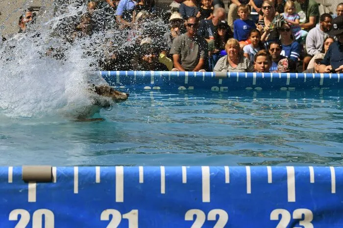 Entscheidend ist bei den Splash-Dogs-Events vor allem die Weite der Sprünge.
