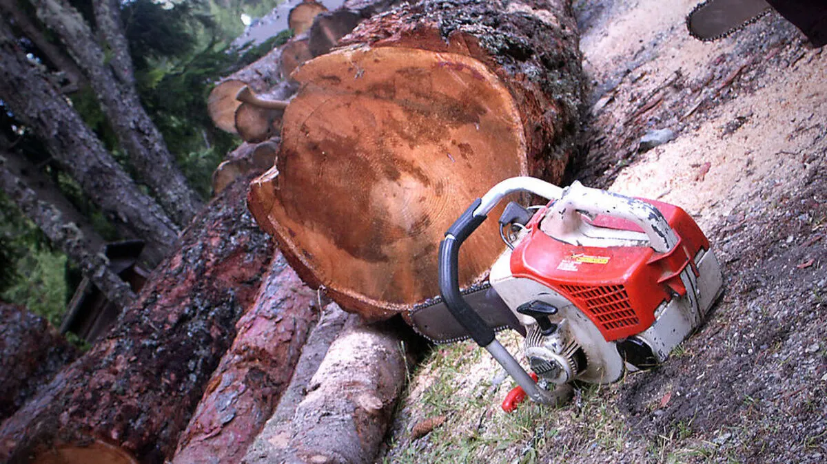 Der Vorfall rund um die gefällten Bäume wird jetzt geprüft (Sujet)