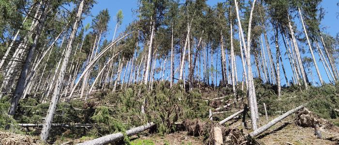 Der Sturm am Osterwochenende Anfang April sorgte unter anderem in Mautern für verwüstete Wälder