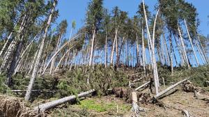 Der Sturm am Osterwochenende Anfang April sorgte unter anderem in Mautern für verwüstete Wälder