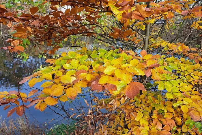 Dieser Schnappschuss, den uns Walter Ondrich aus Leoben zugeschickt hat, zeigt die wunderschöne Farbpalette des Herbstes.