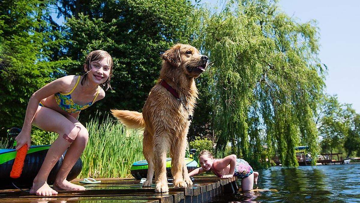 Völkermarkter Hunde können sich nur in Flüssen oder in den Nachbarbezirken abkühlen