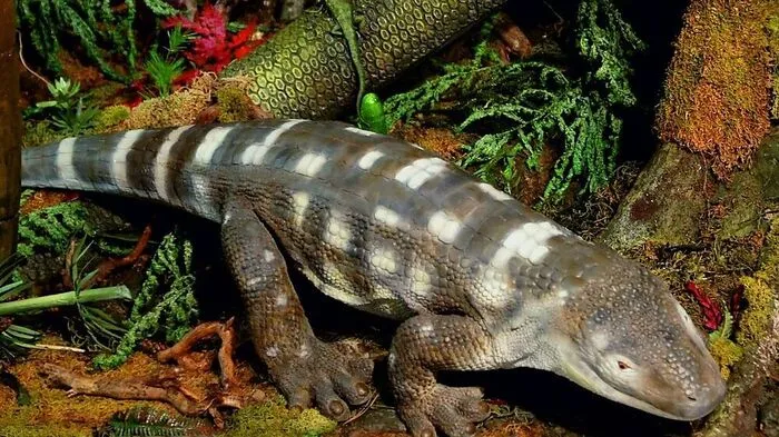 So dürfte ein Diadectid ausgesehen haben