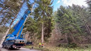 Die rund 29 Meter hohe Fichte wird geerntet