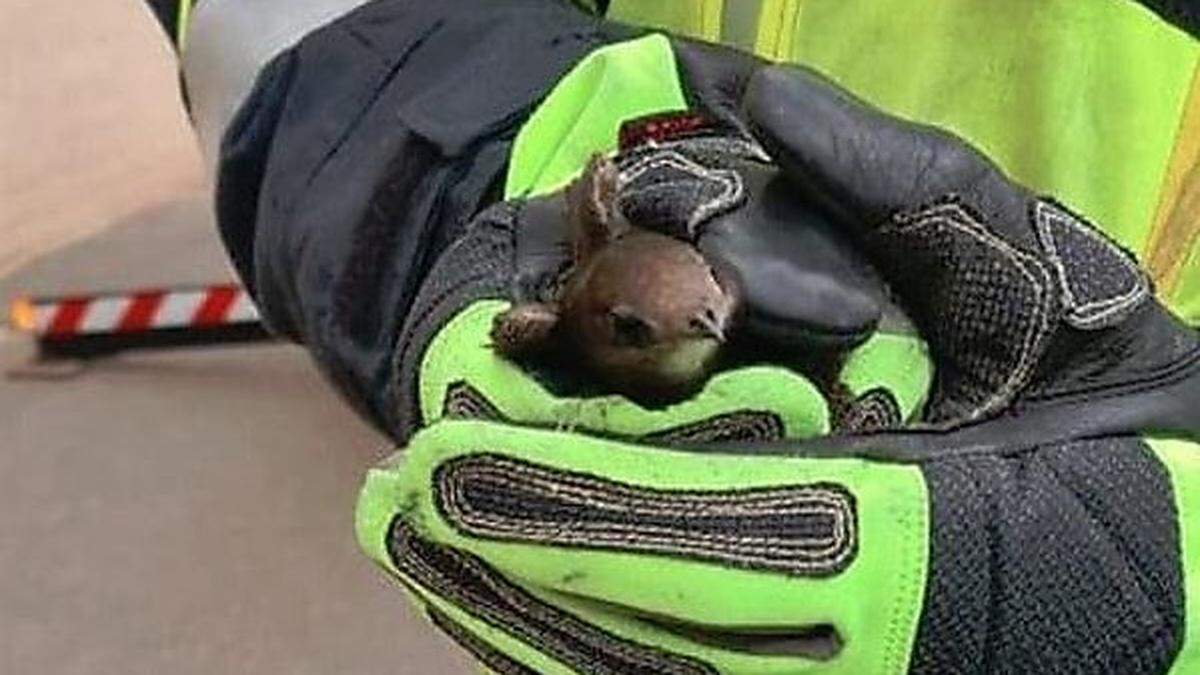 Der Vogel wurde von der Feuerwehr befreit