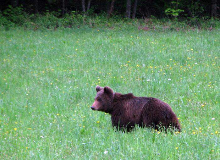 In Rumänien gibt es Probleme mit Braunbären