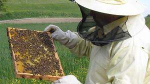 Peter Marktl prüft die Bienen
