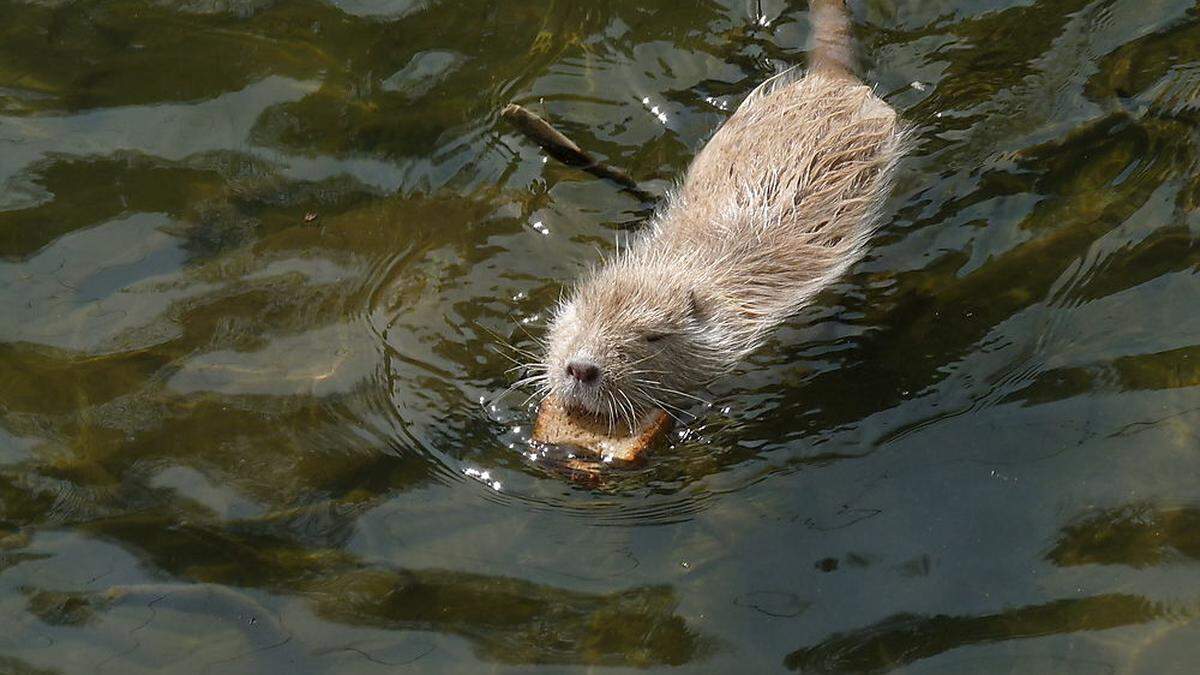 An der Gliederwehr in Gleisdorf fühlen sich die Nutrias seit Jahren wohl