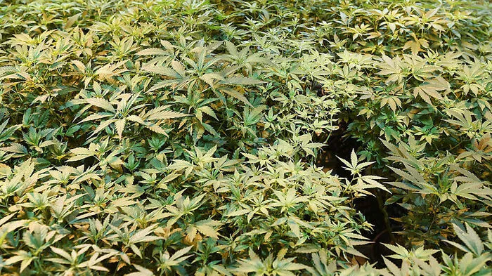 In der Wohnung wurden circa 80 Gramm Cannabiskraut sichergestellt 