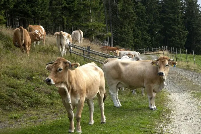 Ungeduldig warten die Kühe schon auf den Abtrieb