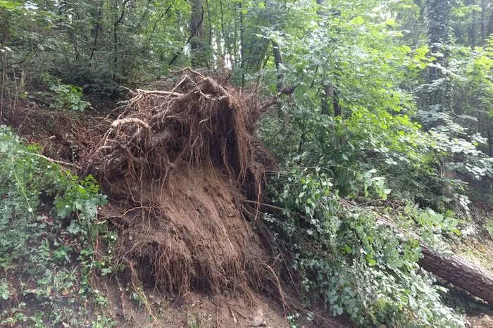 In Millstatt riss der Sturm Bäume mitsamt Wurzeln aus.