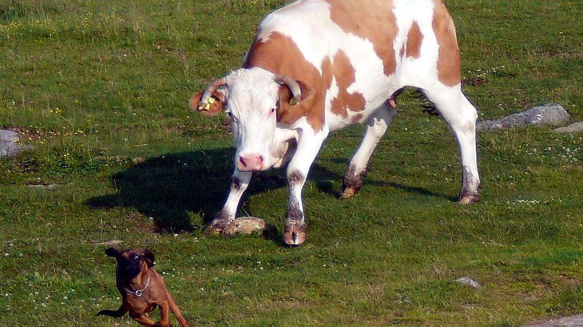 Kühe und Hunde geraten immer wieder aneinander