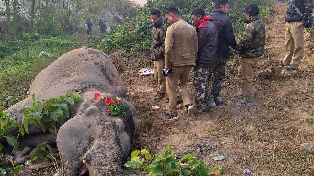 Zwei Elefanten bei Zusammenstoß mit Zug getötet