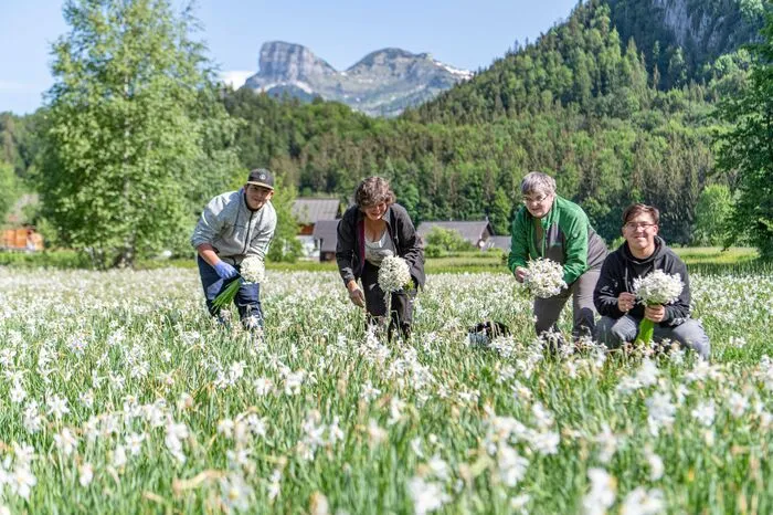 Familie Freismuth: Jacob, Barbara, Selma und Philip pflücken in Obertressen. Pflückstart war um 9.30 Uhr, damit die Blütenkopfe schon trocken sind. Sind sie nass, werden sie braun