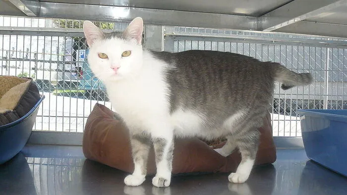Der dreijährige Kater Adonis ist sehr verschmust und lässt sich für sein Leben gerne streicheln. Er verträgt sich gut mit anderen Katzen und wünscht sich ein Zuhause mit Freigang. Weitere Informationen und Kontakt: www.landestierschutzverein.at