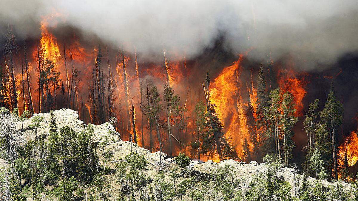 Waldbrände in den USA werden laut Studie häufiger vorkommen