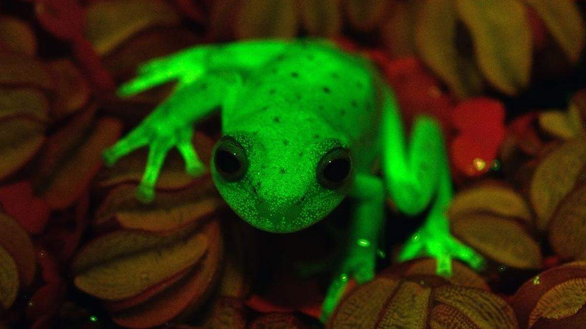 Hypsiboas punctatus 