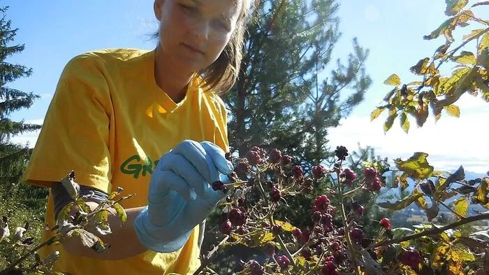 Kein Genuss: Greenpeace-Mitarbeiterin nimmt Proben vom Himbeerstrauch zur Analyse 