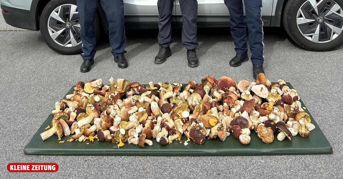 30 Kilo frische Pilze: Italienischer Schmuggler in Kärnten gestoppt