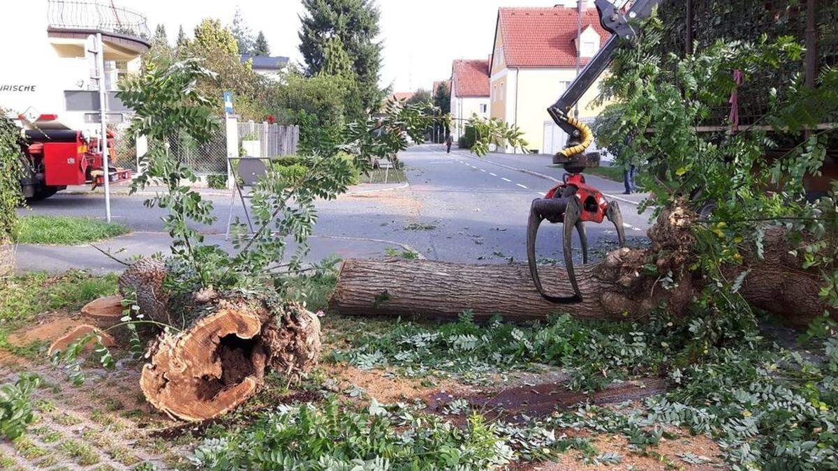 Gefällte Bäume in der Ottokar- Kernstock-Gasse in Leibnitz