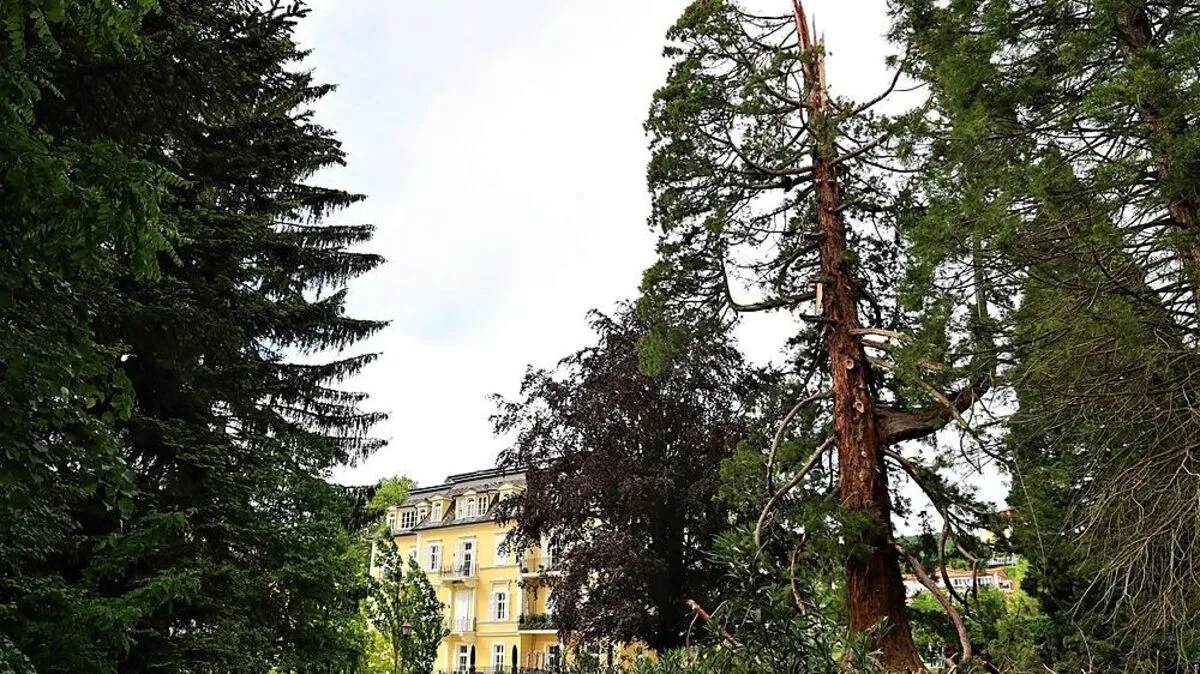 Der durch einen Blitz „geköpfte“ Mammutbaum „Wellingtonia“ sorgt für politische Turbulenzen in Bad Gleichenberg.