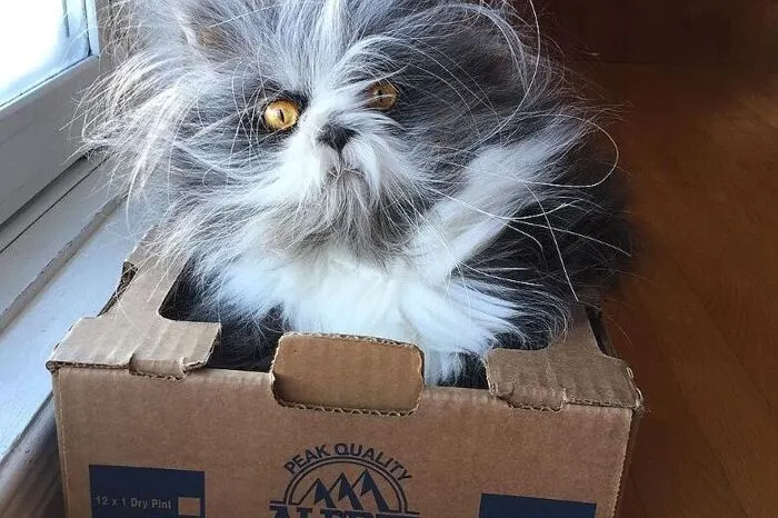 Hund oder Katze? Atchoum (Kanada) Er spaltet das Netz. Hund, Katze, Ewok? Bei dem Fellknäuel mit Charakter handelt es sich um eine Perserkatze mit beschleunigtem Haarwachstum. Deswegen muss Atchoum auch regelmäßig zum Frisör.