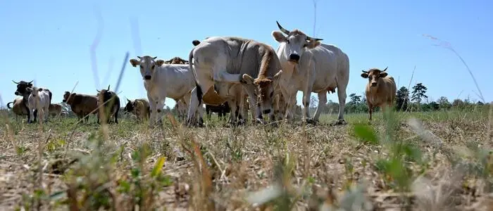 Kühe auf einer trockenen Wiese