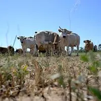 Aufgrund der Dürre müssen viele Landwirtinnen und Landwirte Futter zukaufen. Dafür sollen sie nun eine finanzielle Unterstützung erhalten