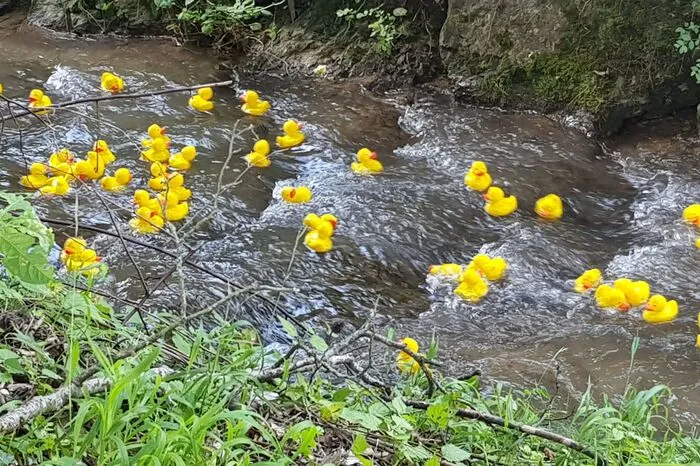 6. Entenrennen in Eisbach