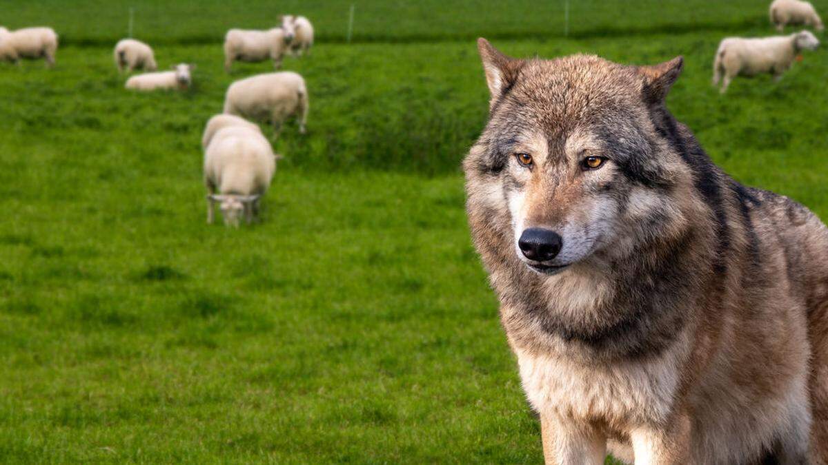 Wölfe sind laut Experten schlau und lernfähig
