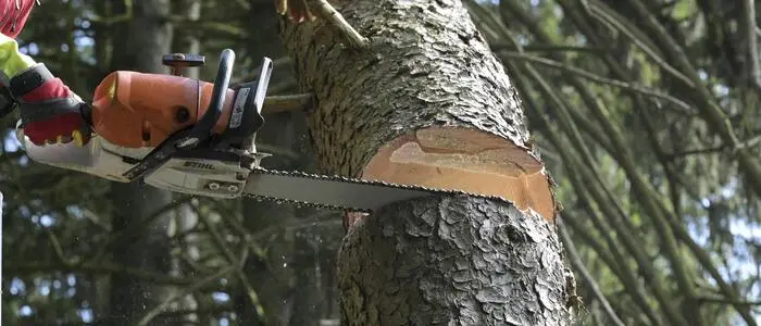 Ein Forstarbeiter schneidet mit einer Motorsäge einen Baum um