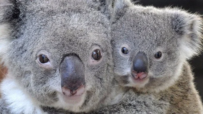Die australischen Koalas sind in Gefahr, besonders die Buschfeuer von August 2019 bis März 2020 setzten den Beutelsäugern schwer zu.