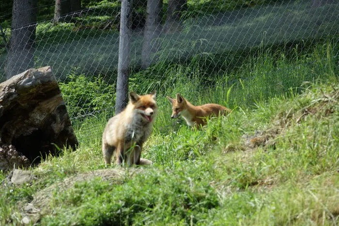 Die jungen Füchse begeisterten die Besucher und Gratulanten.