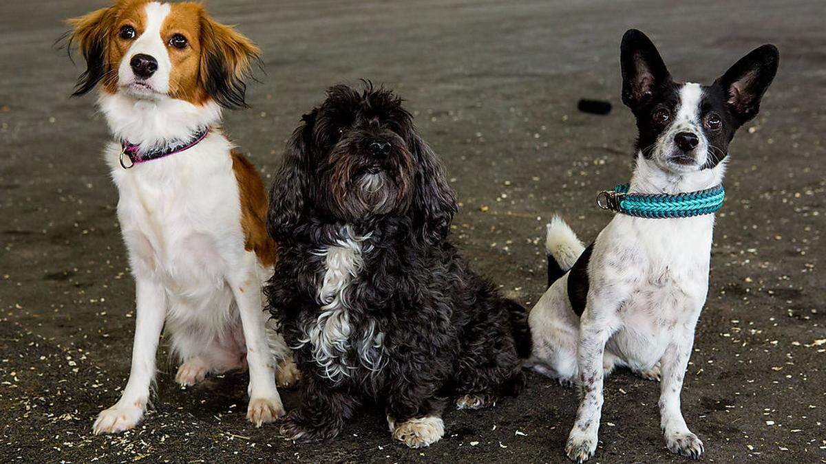 Archivbild aus 2018: Die Internationale Hundeausstellung findet schon seit Jahren in Graz statt