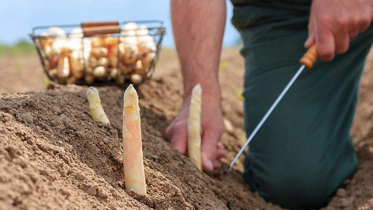 Rund eine Woche wird im Lavanttal noch Spargel gestochen