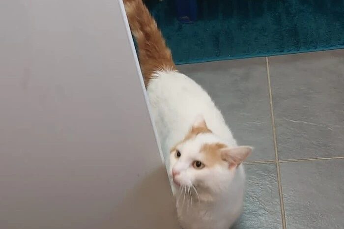 Kater Asrael (am Foto) sucht ein neues Zuhause in einer Wohnung. Er ist 2 Jahre alt und "easy going". Kontakt: Osttiroler Tierschutzverband, 9900 Lienz,Postfach 8, Tel. (0 664)44 33 919;facebook.com/tierschutzvereinosttirol