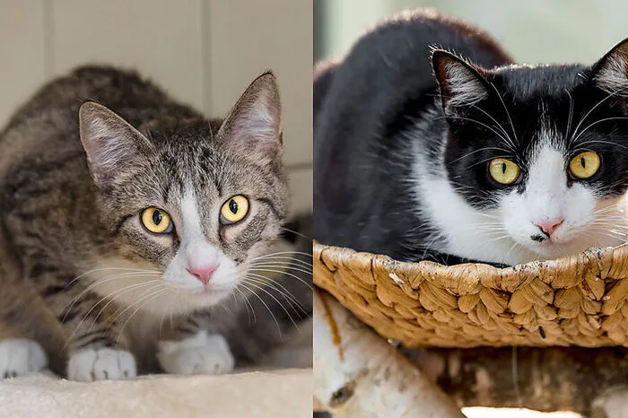 Neelix und Nox (2 Jahre): Nox und ich gehen zusammen durch Dick und Dünn. Wir gehören zusammen wie Pech und Schwefel, somit wollen wir auch niemals getrennt werden. Wir geben einander Halt. Wir kennen und brauchen einander. Unsere Katzennerven sind nicht die Stärksten. Ja, wir sind sehr schüchtern und haben noch so große Angst vor Menschen. Aber es ist auch schon besser geworden seitdem wir im TiKo leben. Die Tierpfleger arbeiten mit uns. Gib uns bitte Zeit und Freiraum, wenn wir bei dir leben dürfen. Deswegen darf man uns auch nicht auseinander reißen, denn wir geben dem anderen mehr Kraft als es sonst ein Lebewesen könnte. Weitere Informationen und Kontakt: www.tiko.or.at