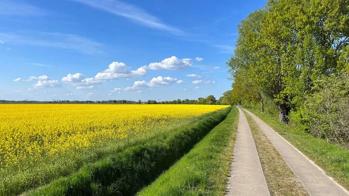 Leuchtende Rapsfelder am Wegesrand 