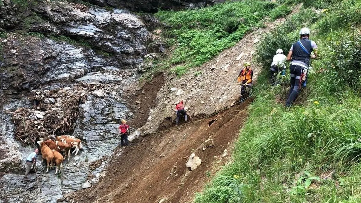 Um die Kälber aus der Felswand zu kriegen, gruben die Bergretter einen Weg durch eine steile Rinne