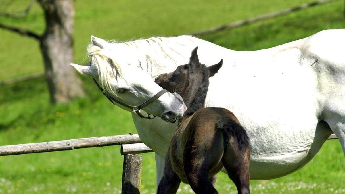 Die Lipizzanerzucht in Piber soll auf die Liste der Weltkulturerbe kommen