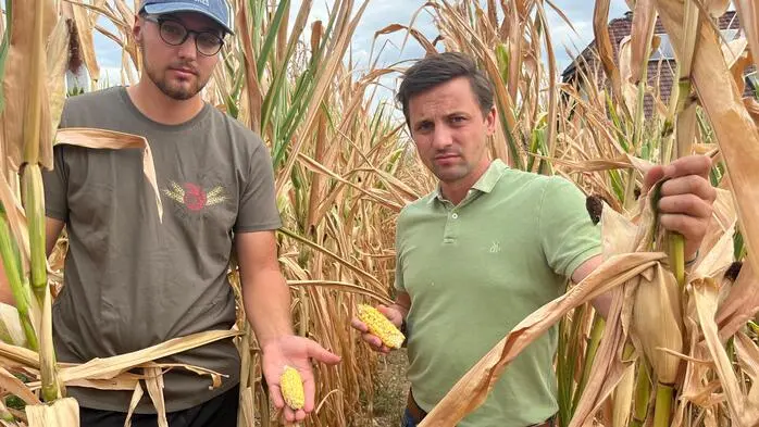Landwirt Kilian Eberl und Bauernbund-Direktor Bernd Brodtrager in einem verdorrten Maisacker in der Oststeiermark