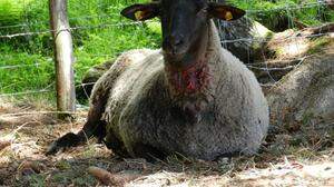 Die verletzten Schafe kämpfen derzeit mit dem Leben