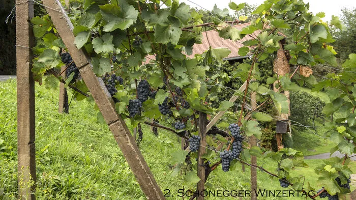 Die vier Winzer Kainer, Kogler,Safner und Spindler aus dem Naturpark Pöllauertal luden zum 2. Schönegger Winzertag entlang einer Wanderroute